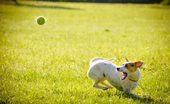 Perro en posición de obediencia