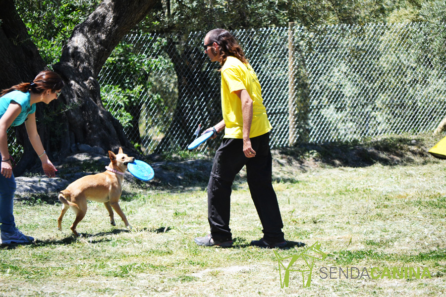 Perro trabajando en agility