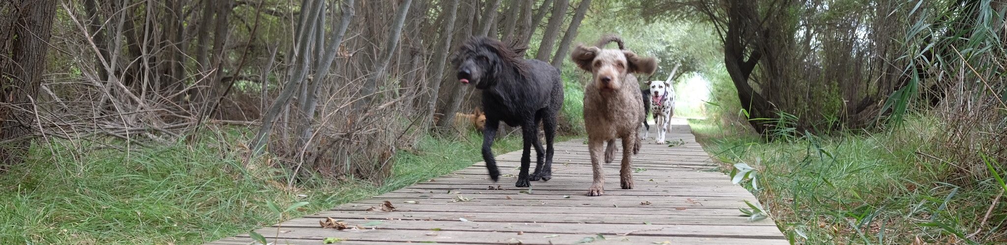 Sergio trabajando con un perro en el campo
