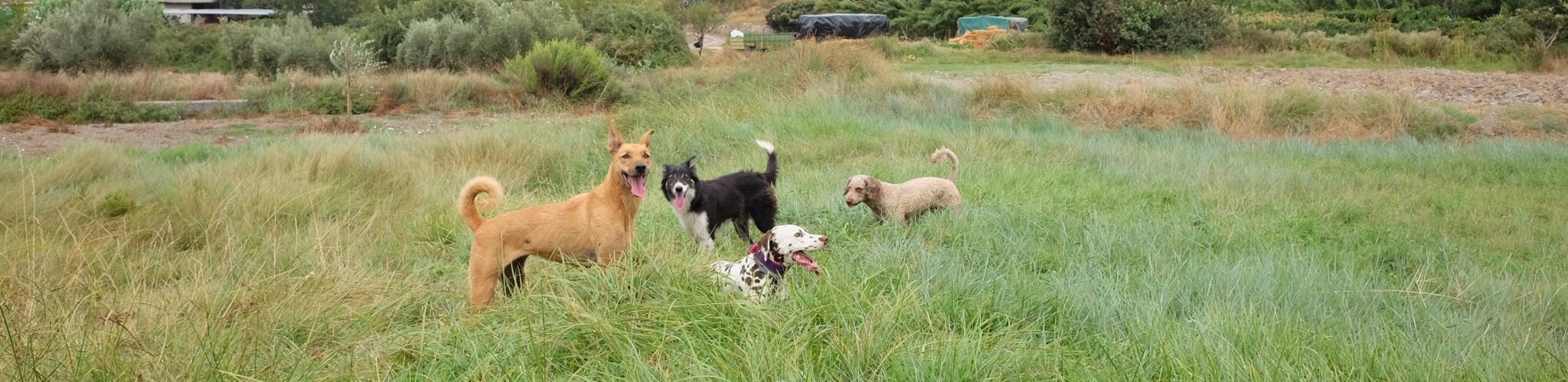 Sergio y un perro en sesión de entrenamiento al aire libre