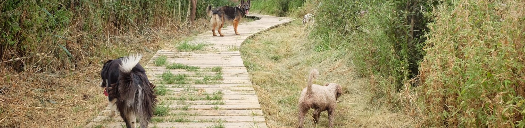 Perro durante una sesión al aire libre