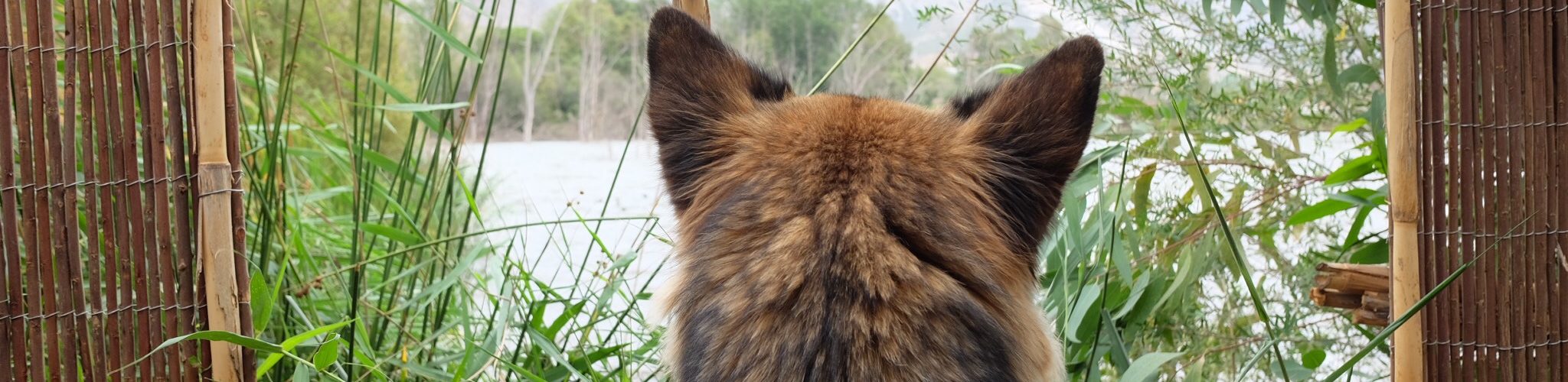 Perro y familia en sesión a domicilio