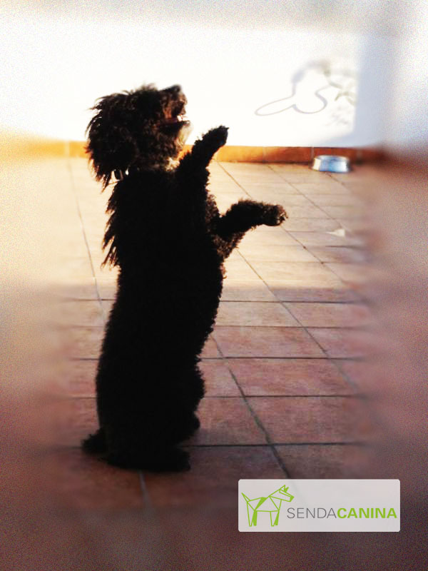 Adiestramiento canino Granada - Artículos Senda Canina